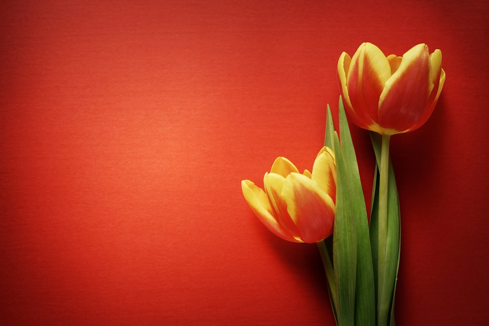 two yellow and red tulips on a red background