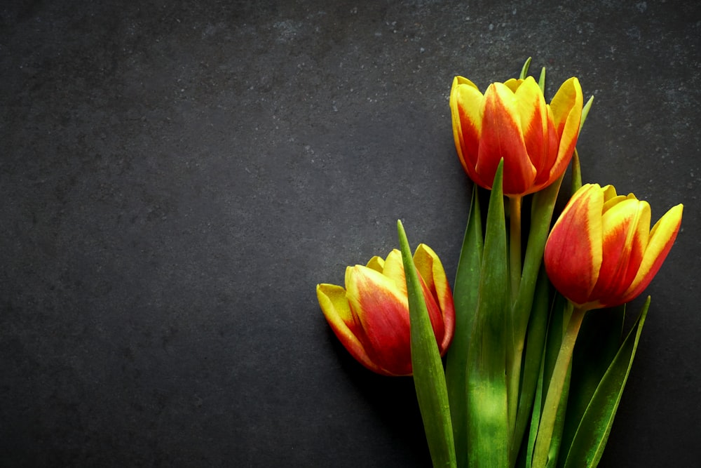 three red and yellow tulips on a black surface