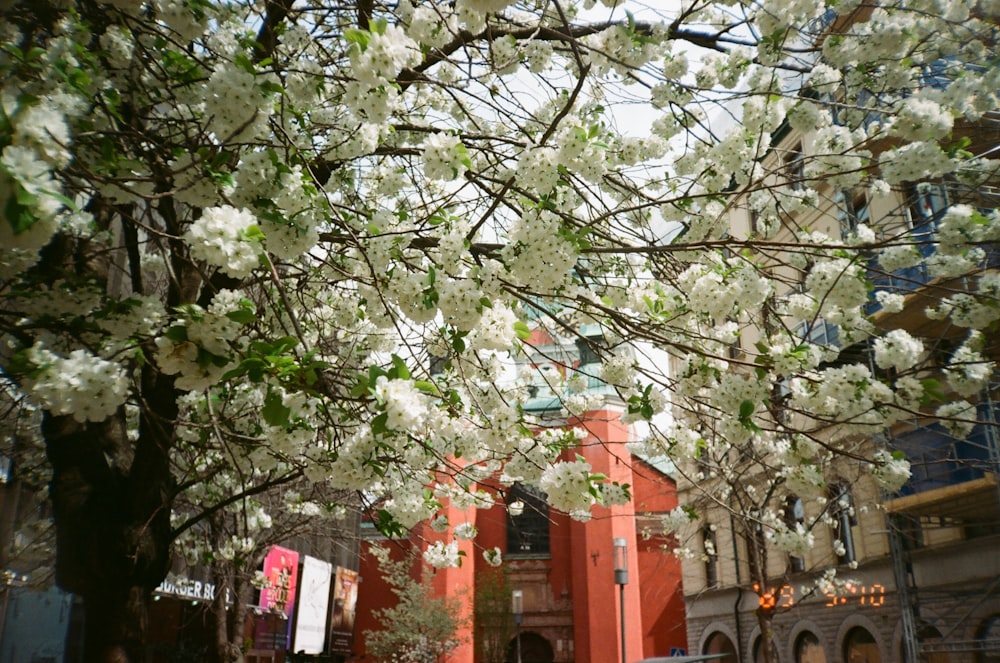 a tree with white flowers in front of a building