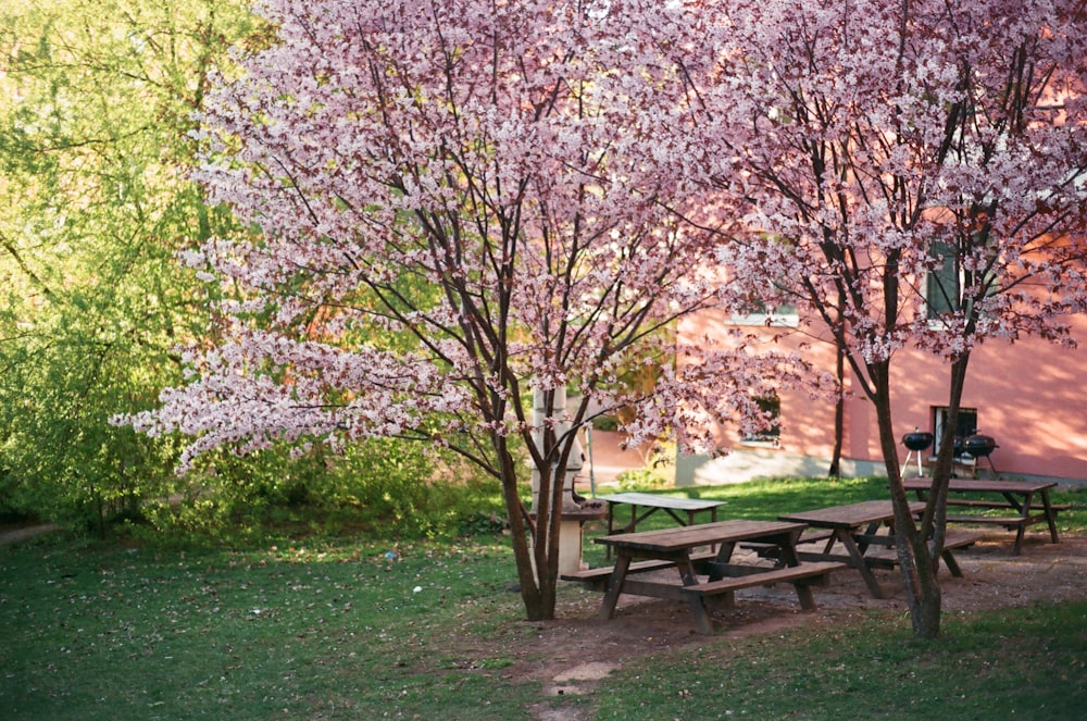 Un par de mesas de picnic sentadas bajo un árbol