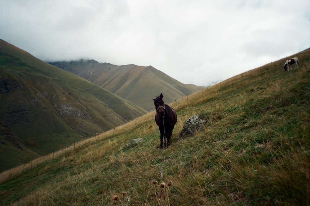 Un caballo parado en la cima de una exuberante ladera verde