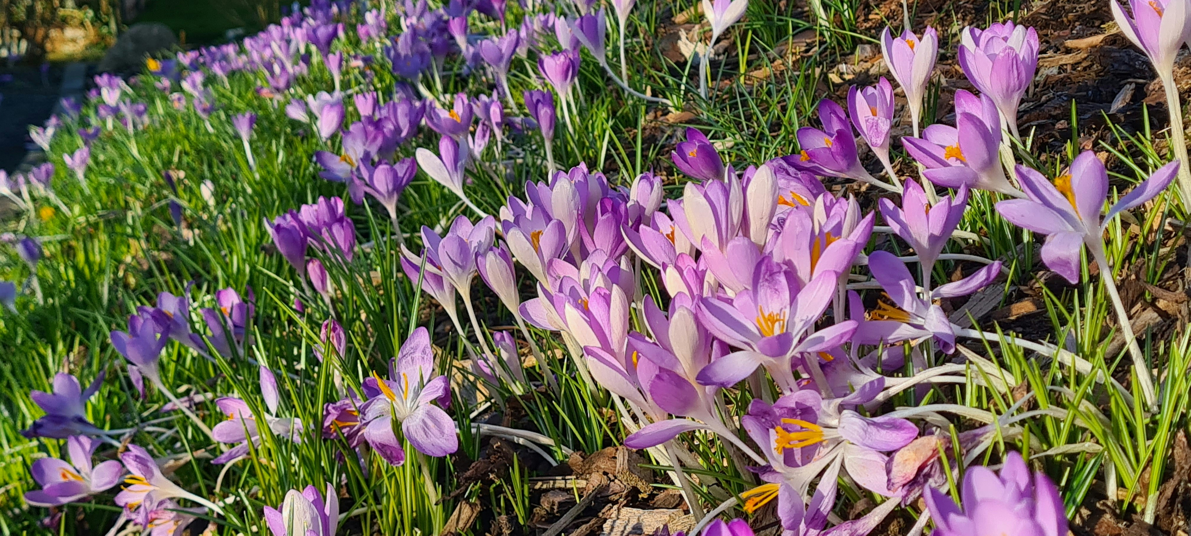 First flowers of spring 
