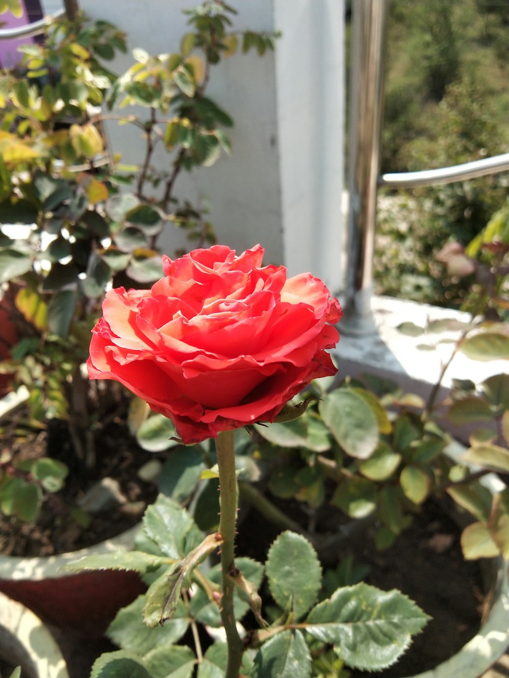 a single red rose in a garden