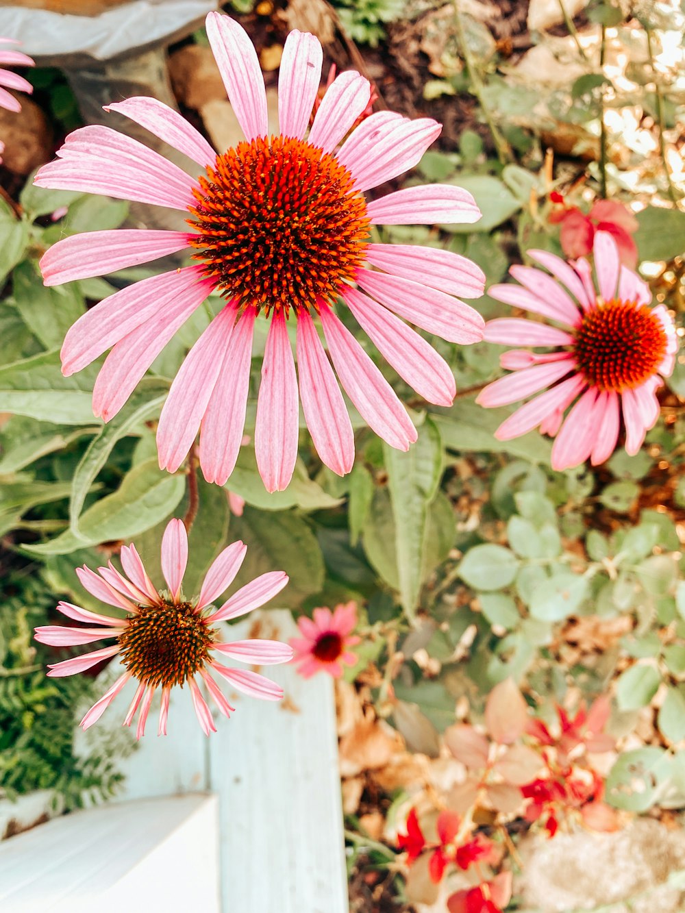 a group of pink flowers sitting next to each other