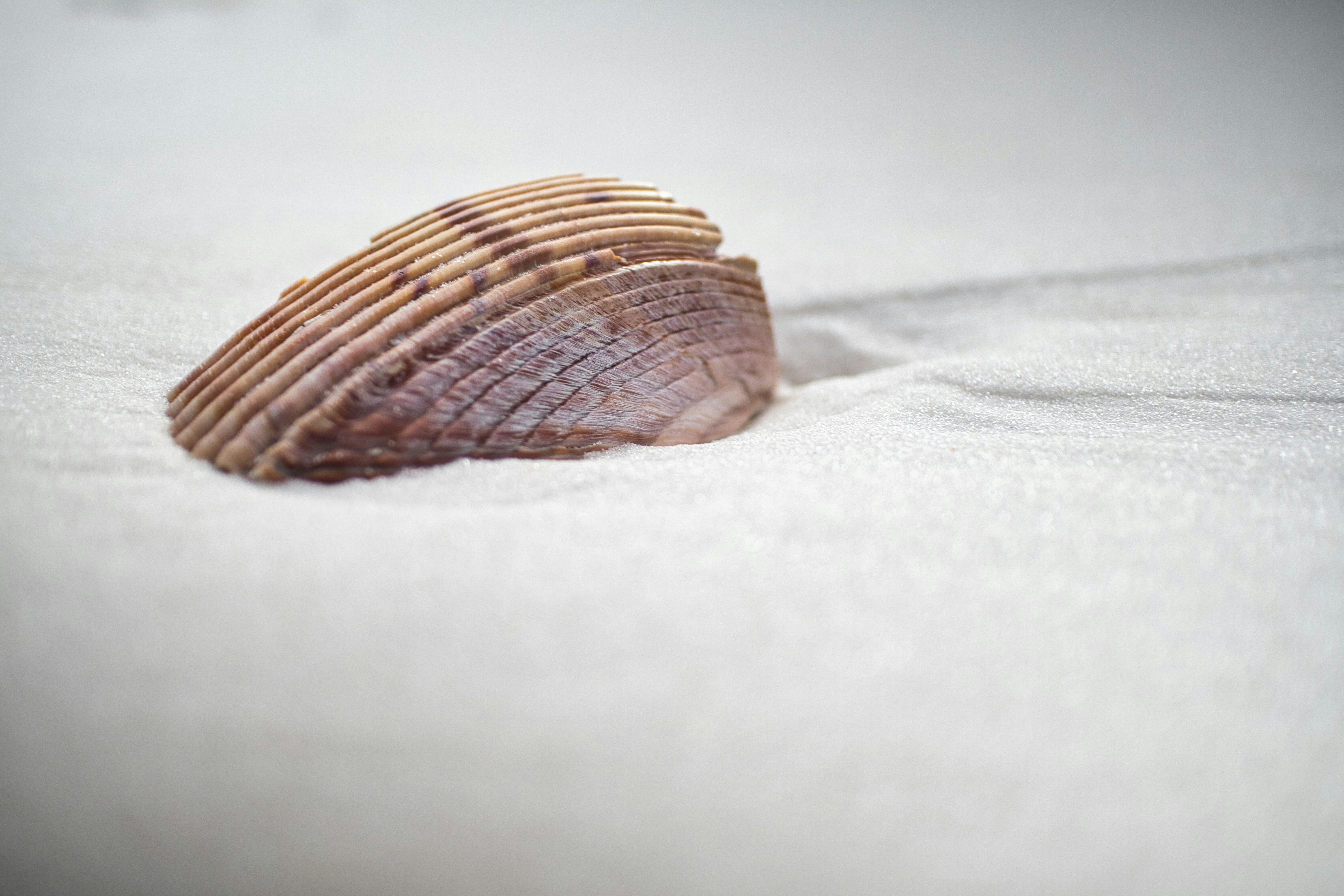 Foto zum Thema Eine Muschel liegt auf einer weißen Fläche Kostenloses