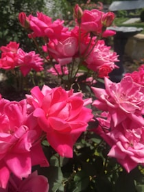 a bunch of pink flowers in a garden