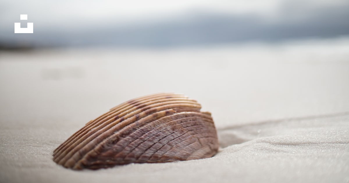 A seashell on a sandy beach under a cloudy sky photo – Free Panama city