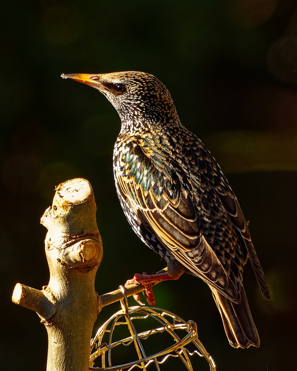 a bird perched on top of a tree branch