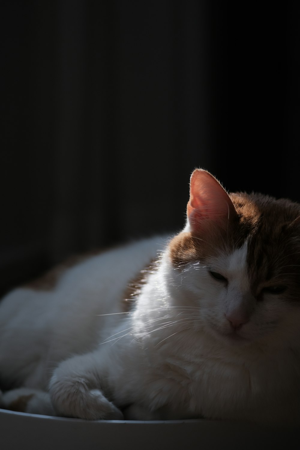 a white and brown cat laying on top of a table