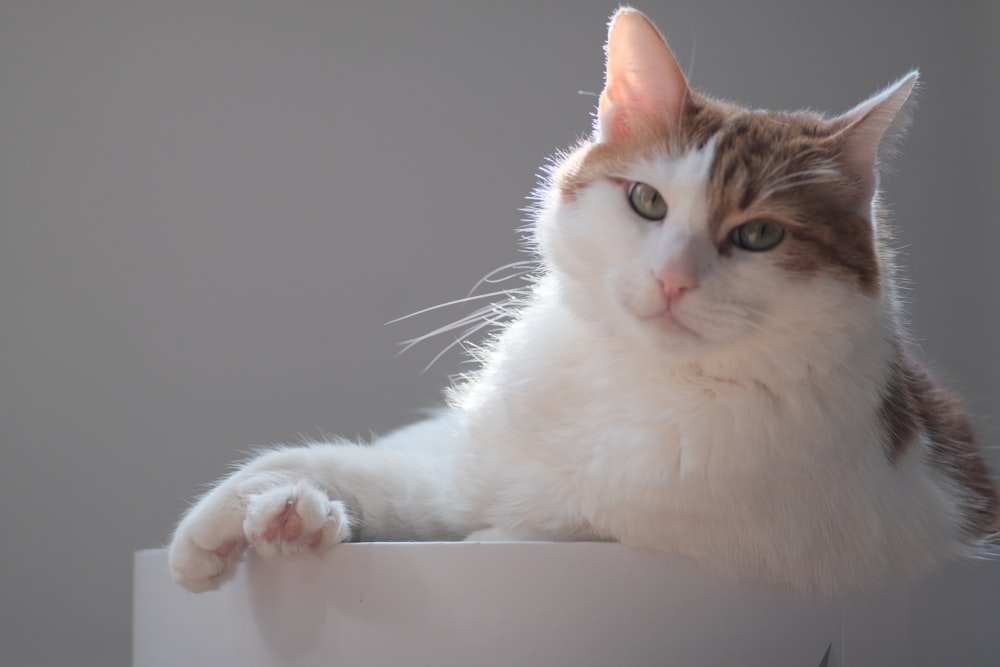 a white and brown cat laying on top of a table