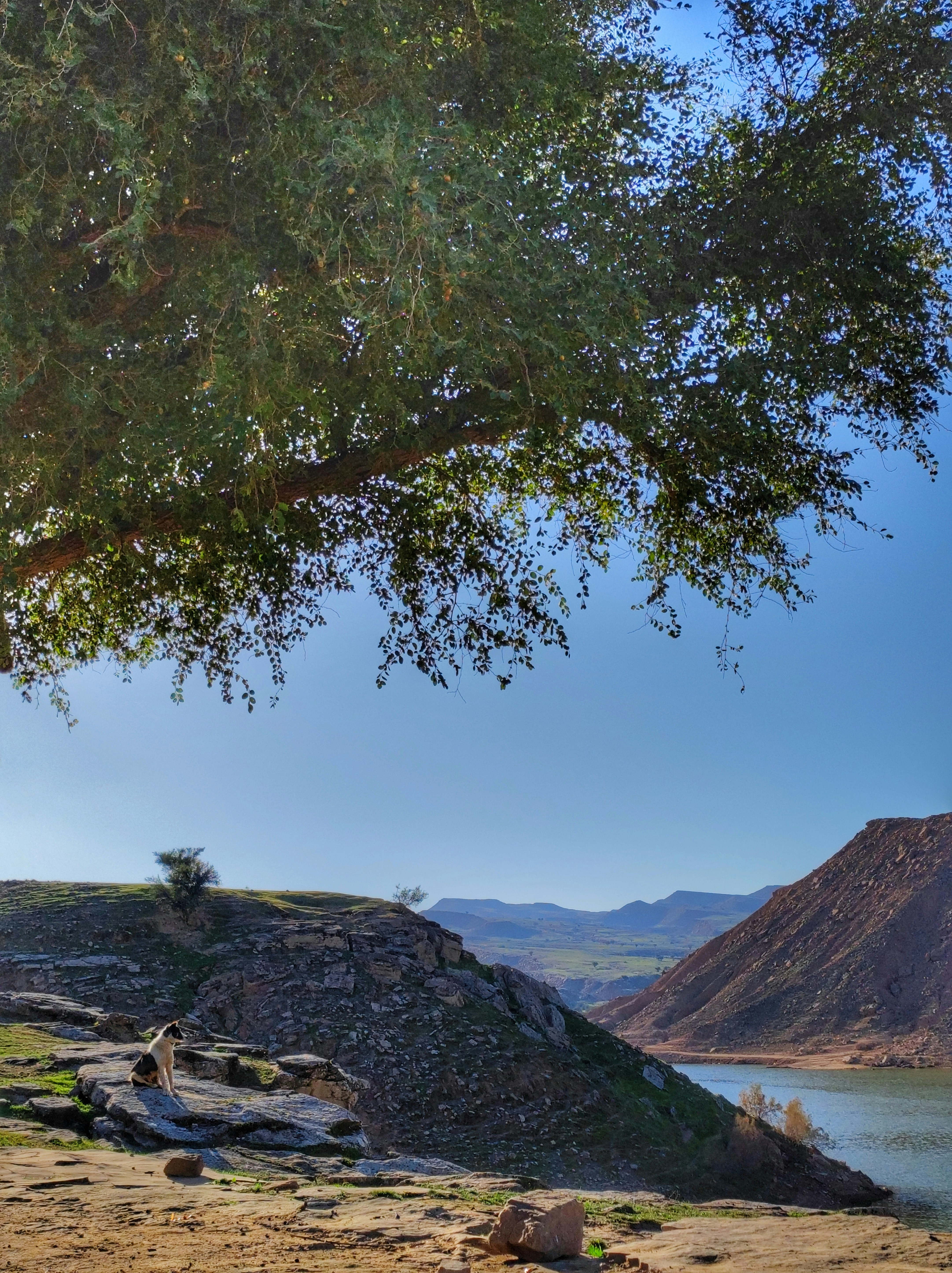 eine Bank unter einem Baum in der Nähe eines Gewässers