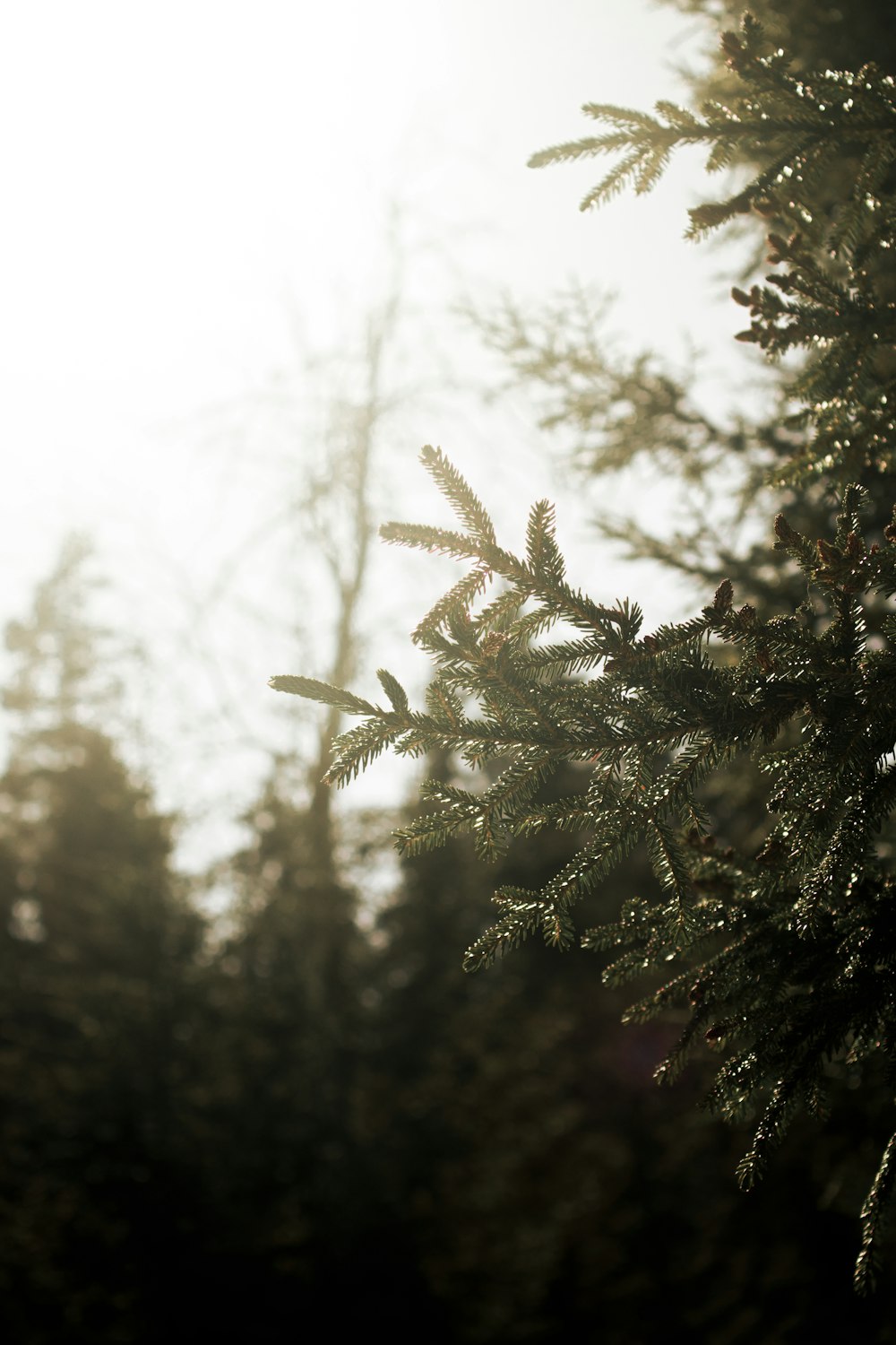 a close up of a pine tree with the sun in the background