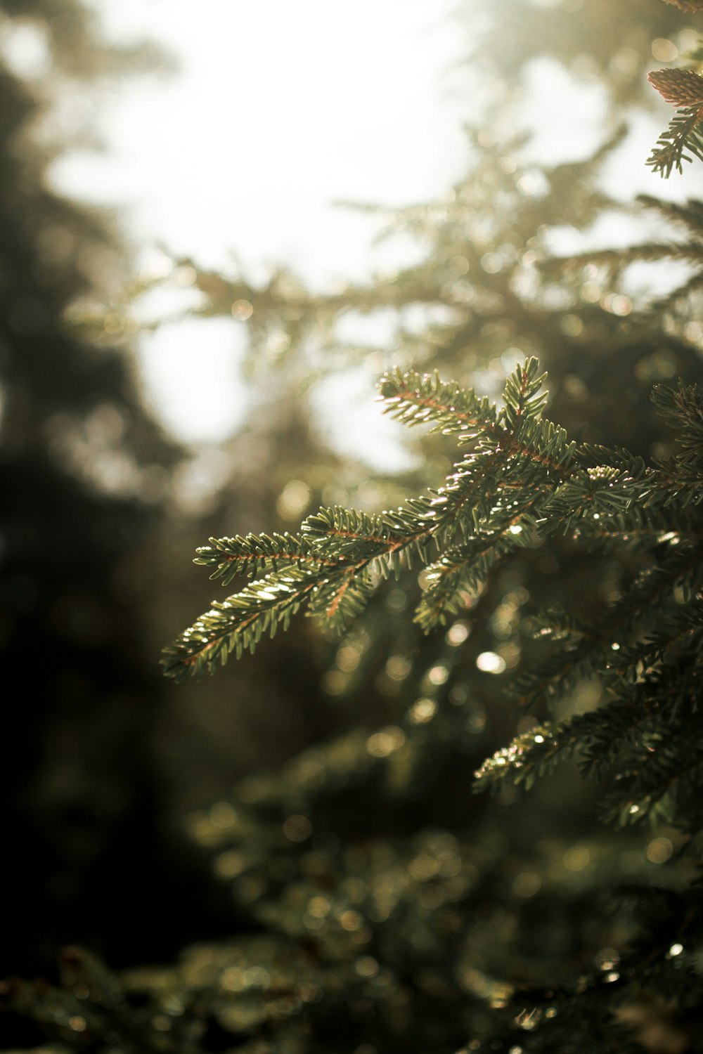 a close up of a pine tree with the sun shining through the branches