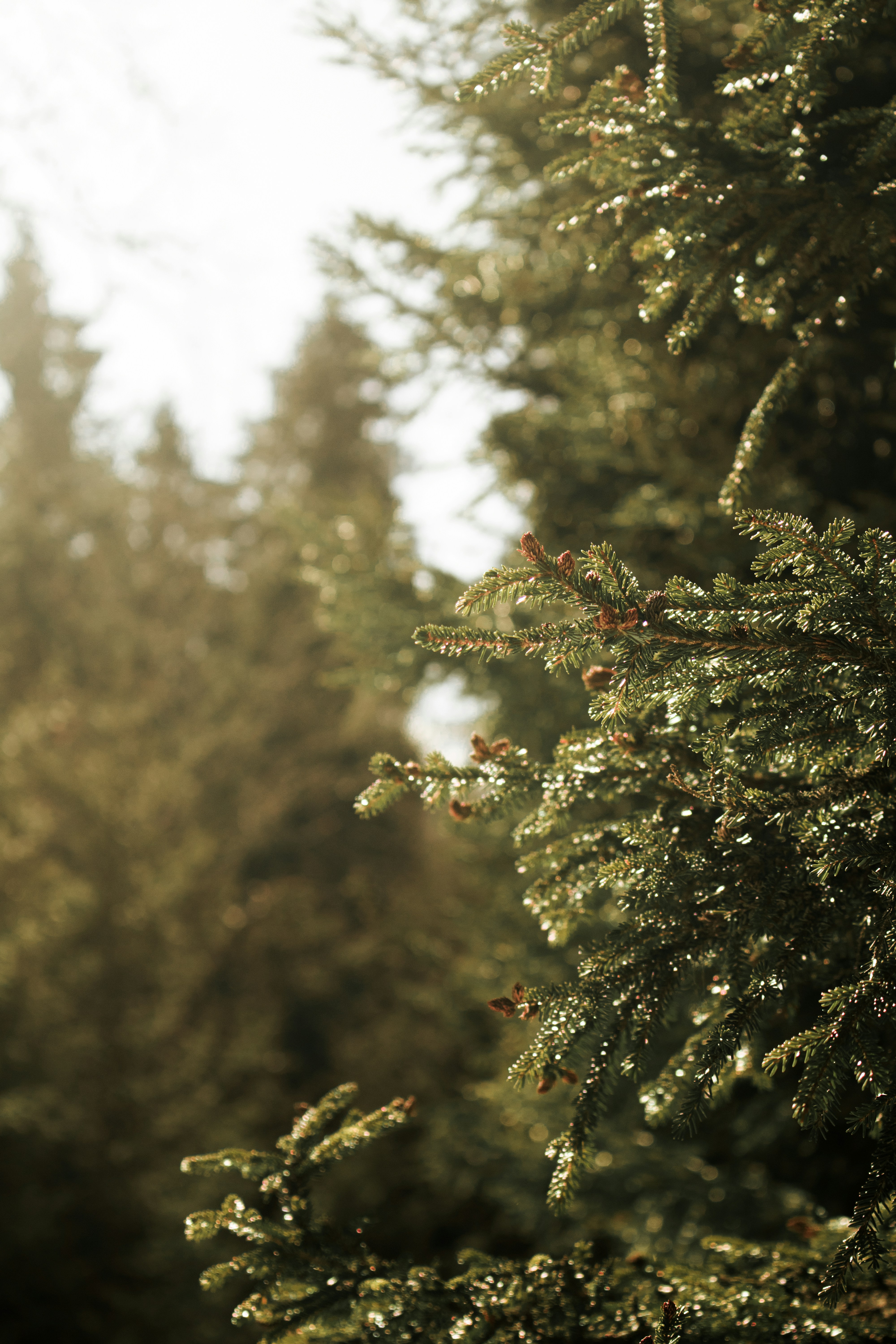 Photo by luka_tsikolia