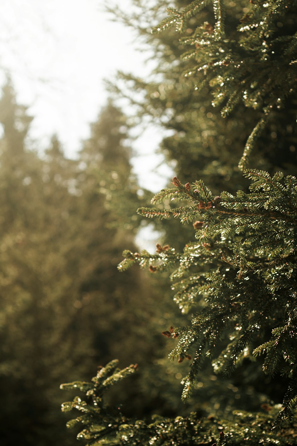 Nahaufnahme einer Kiefer in einem Wald