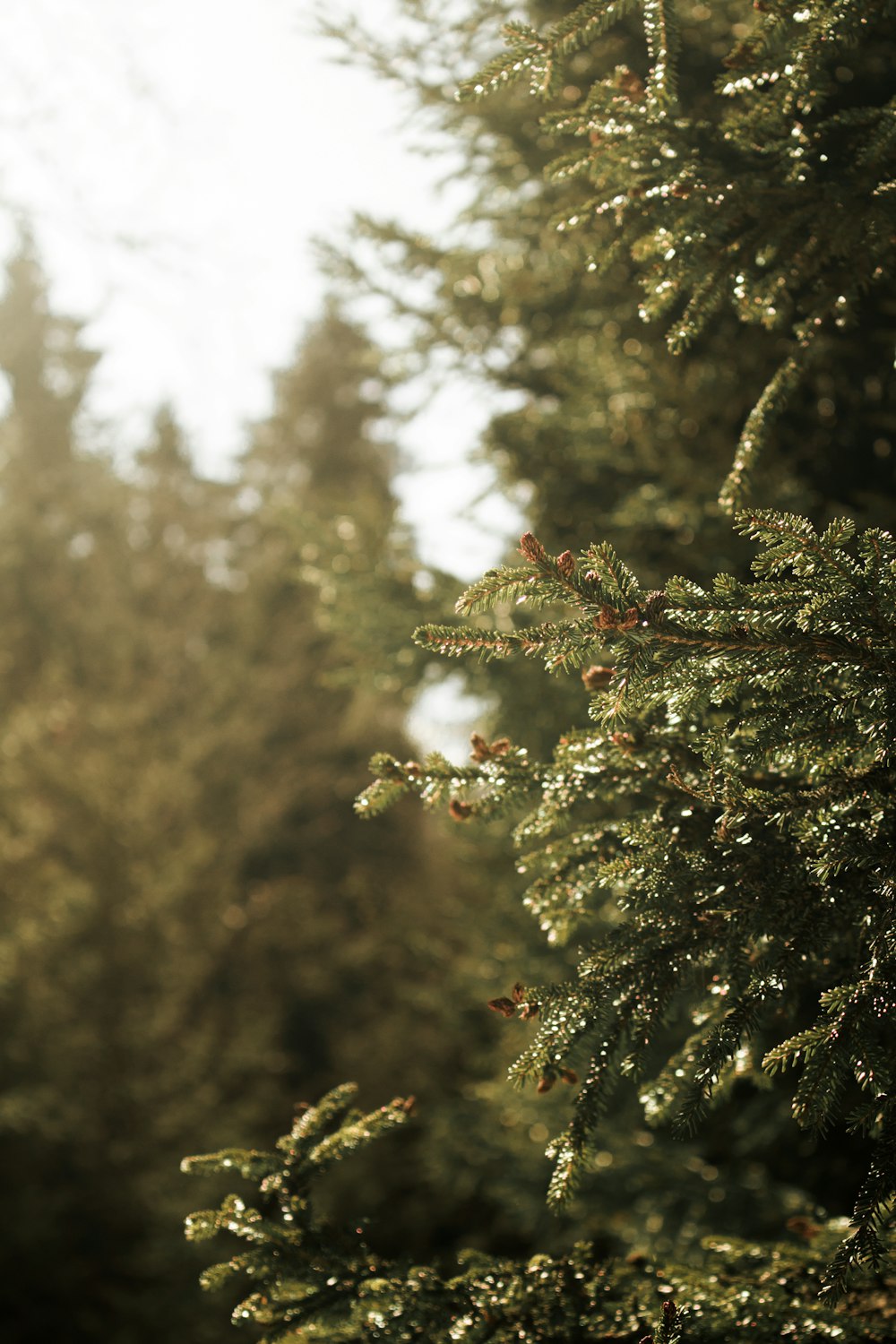 a close up of a pine tree in a forest