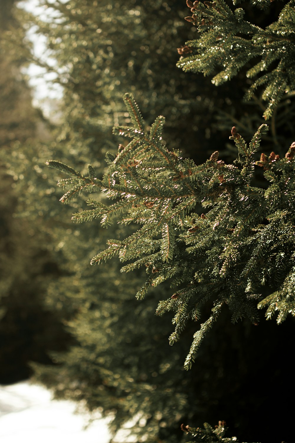 a row of evergreen trees in the snow