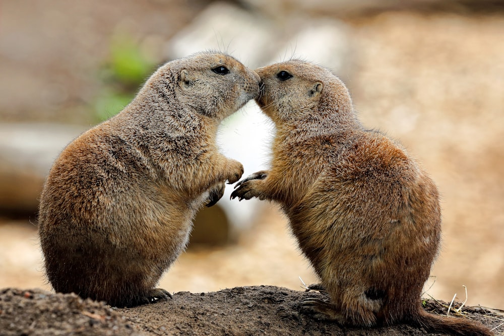 um casal de pequenos animais em pé no topo de uma rocha