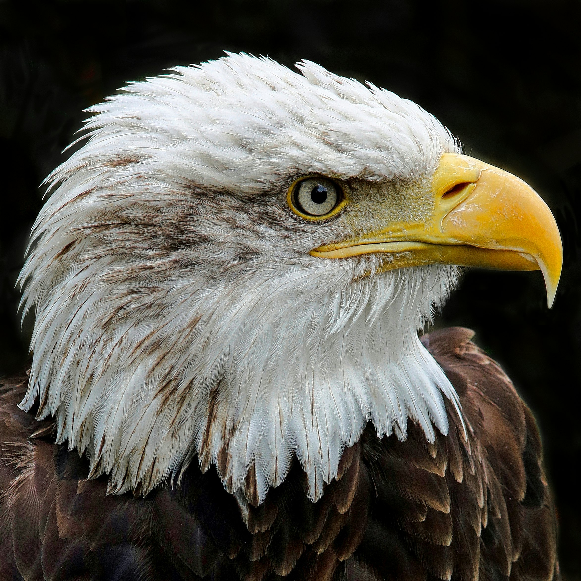 Bald Eagle at Liberty's Owl, Raptor & Reptile Centre,