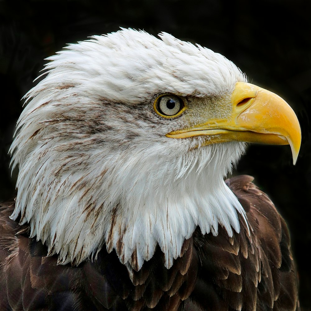 a close up of a bald eagle with a black background