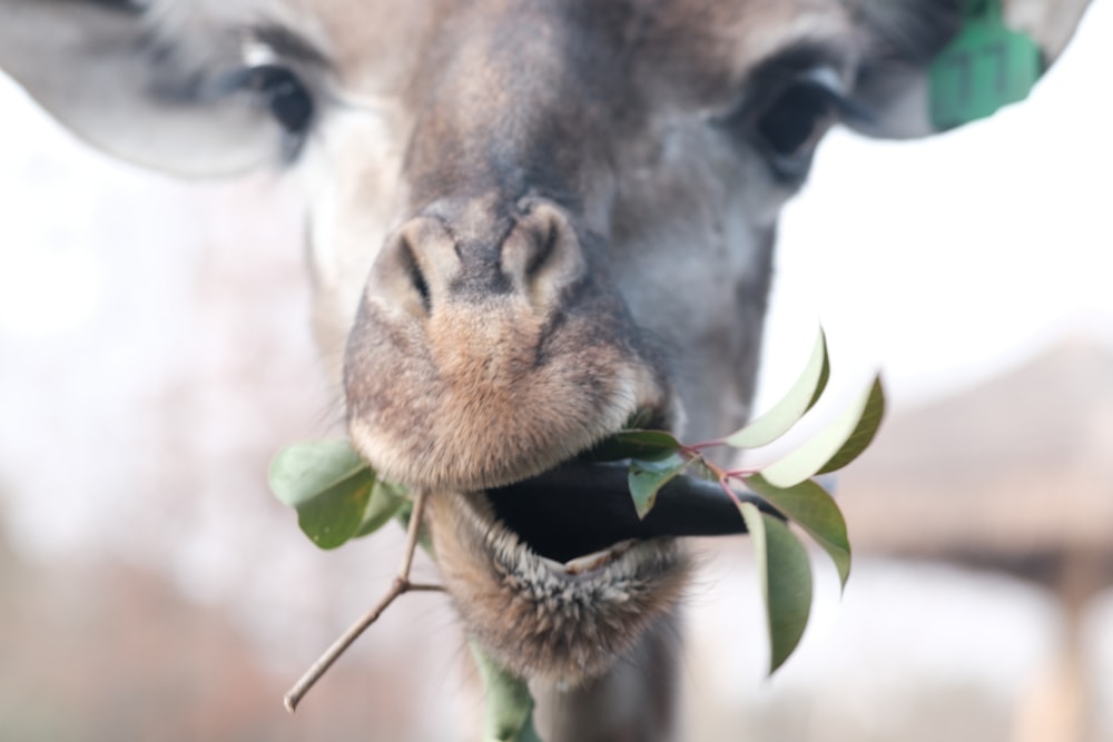 a close up of a giraffe with a leaf in its mouth