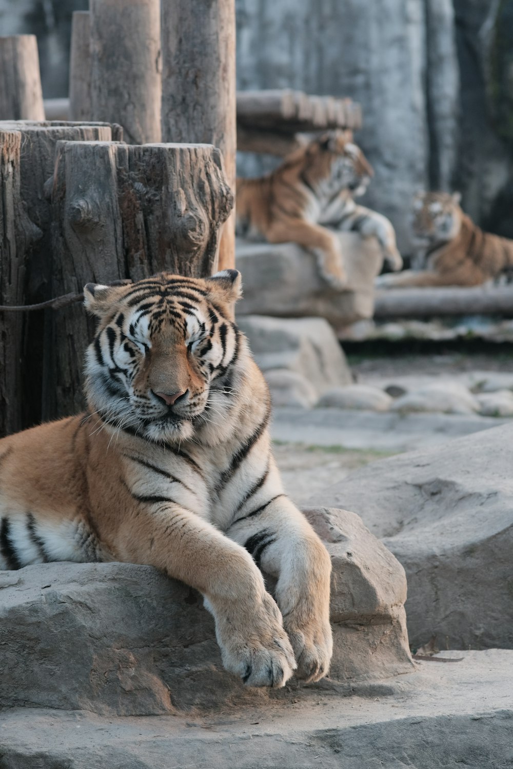 a tiger laying on top of a pile of rocks