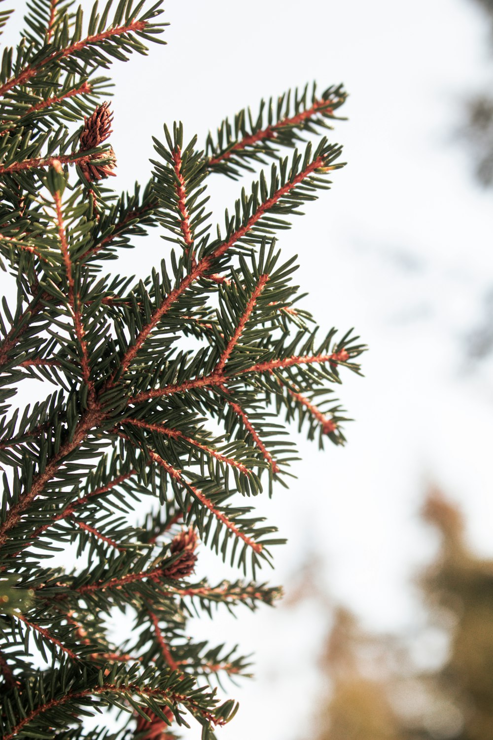 a close up of a pine tree branch