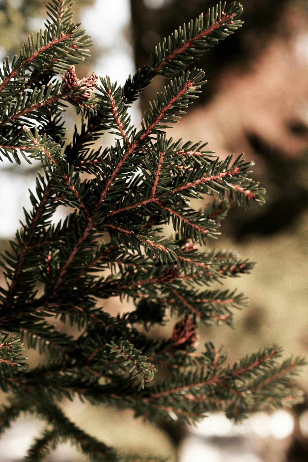 a close up of a pine tree branch