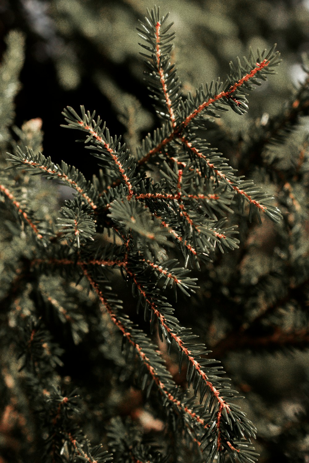 a close up of a pine tree branch