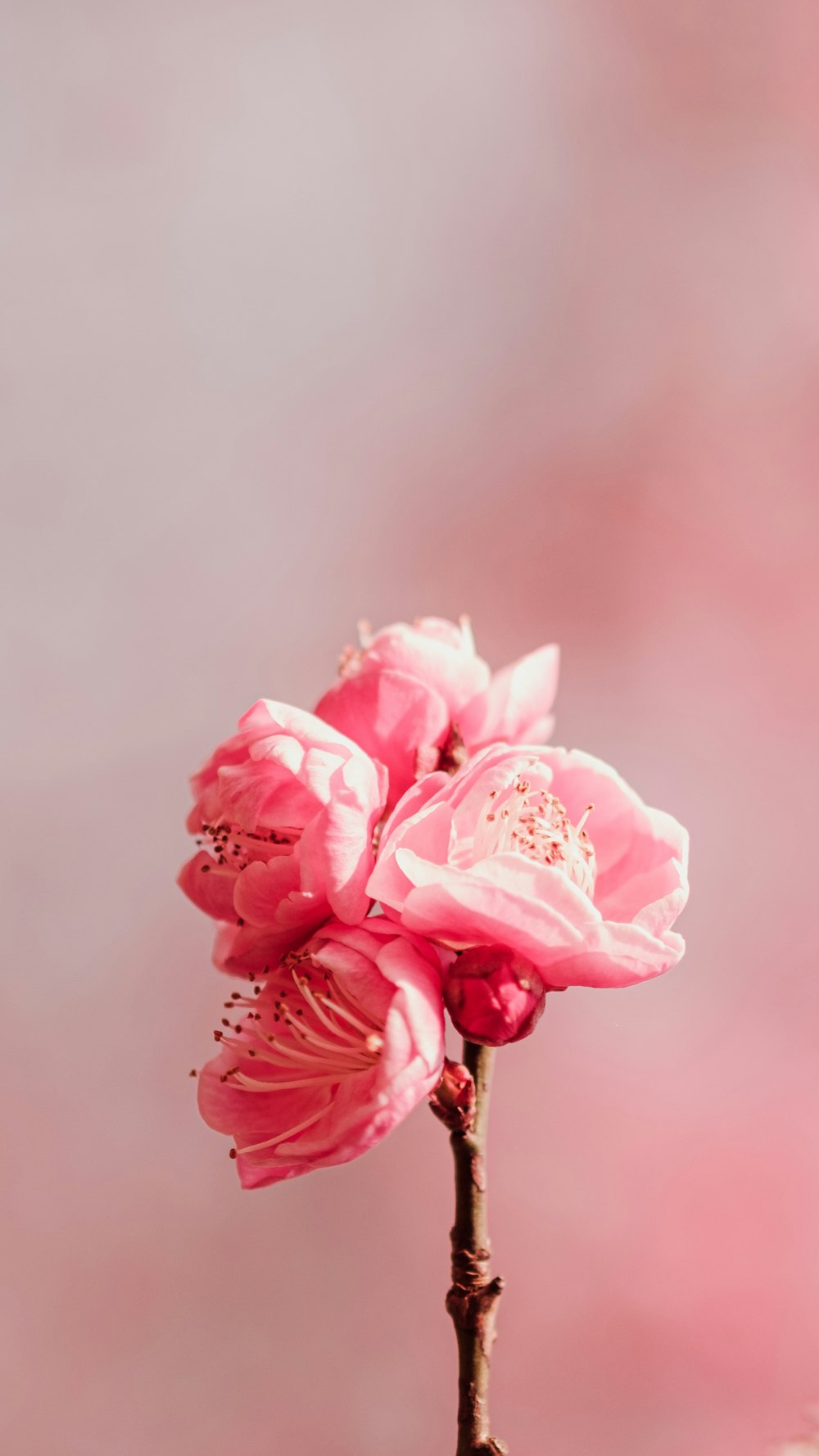 a single pink flower on a pink background