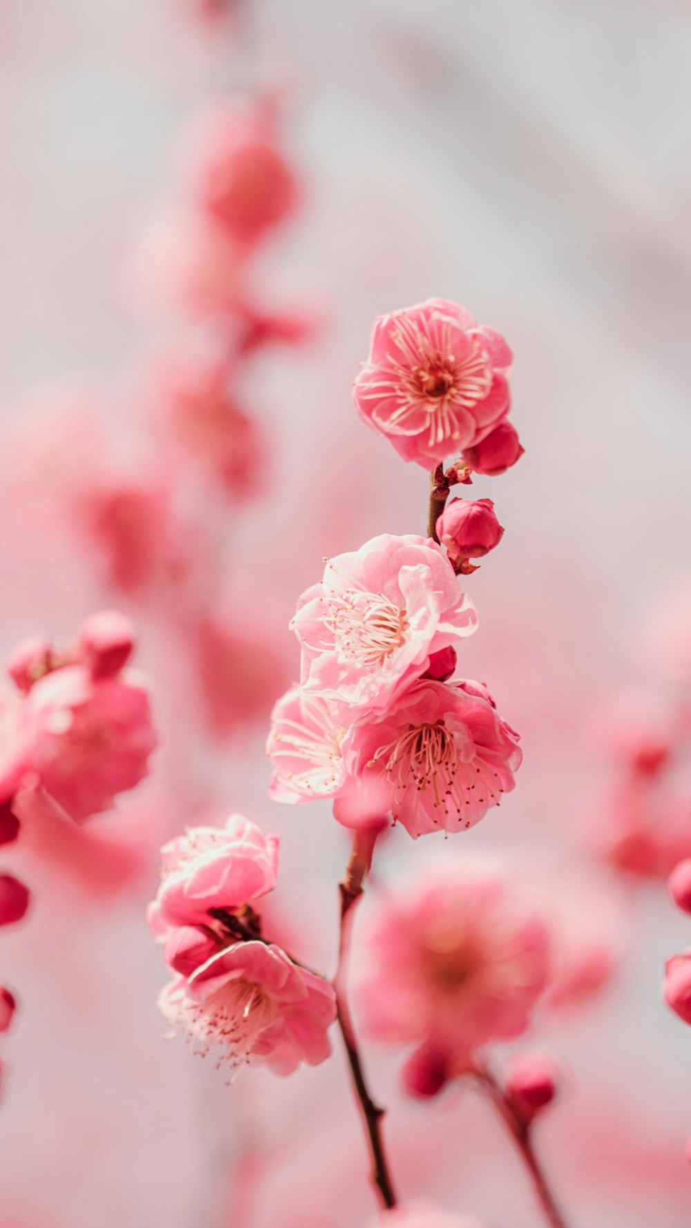 a close up of pink flowers on a branch