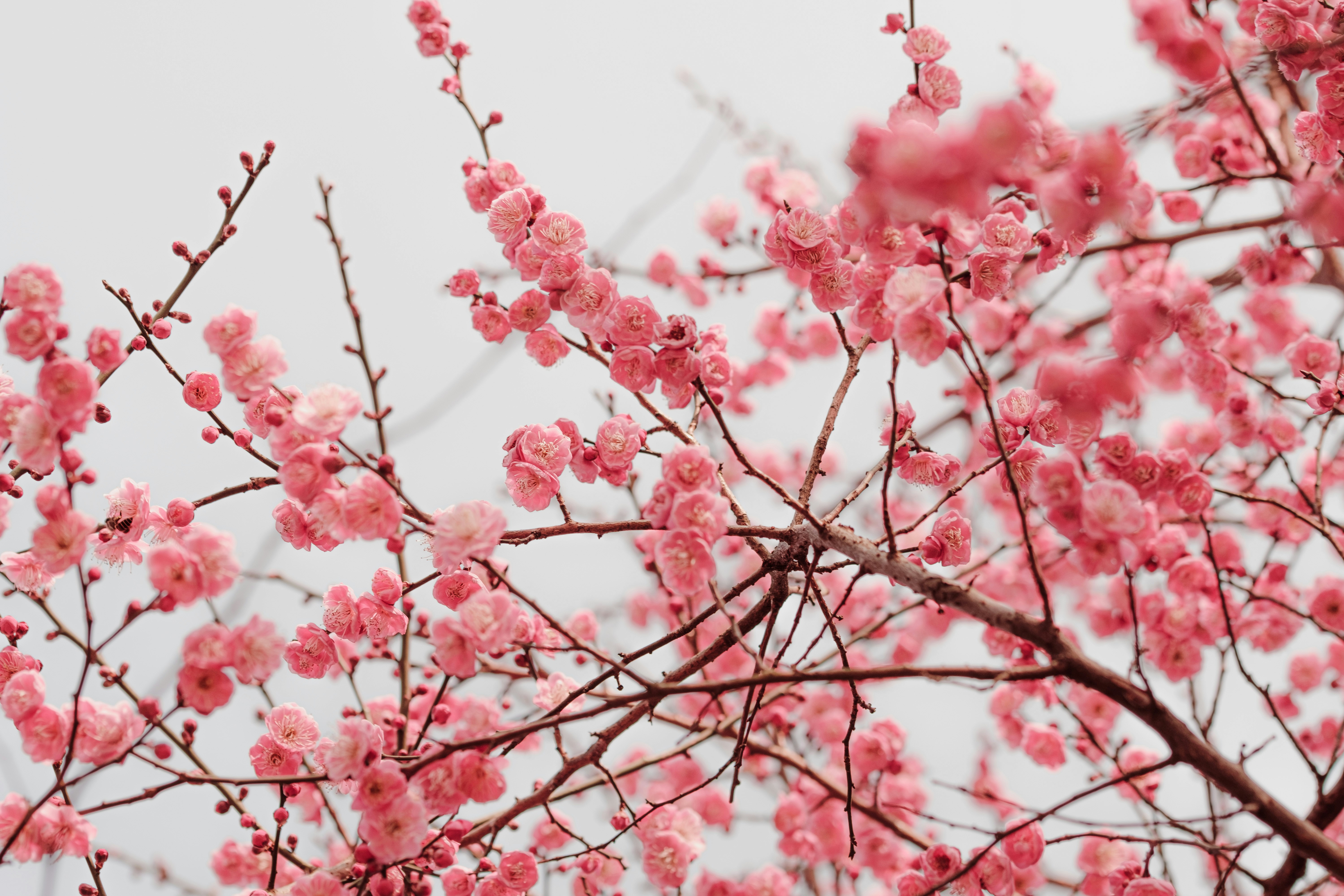 Photo by xiexianghua