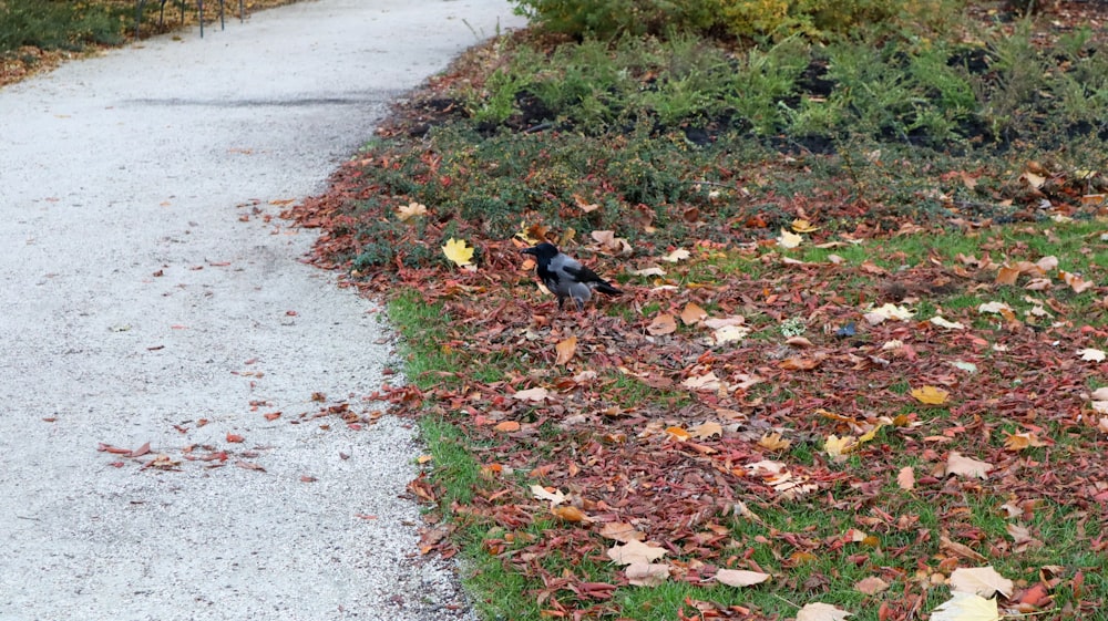 a small bird standing on the side of a leaf covered road