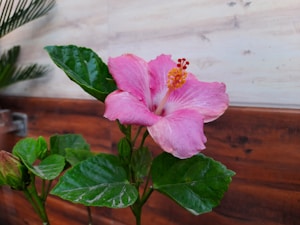 Hibiscus Herbal Infusion