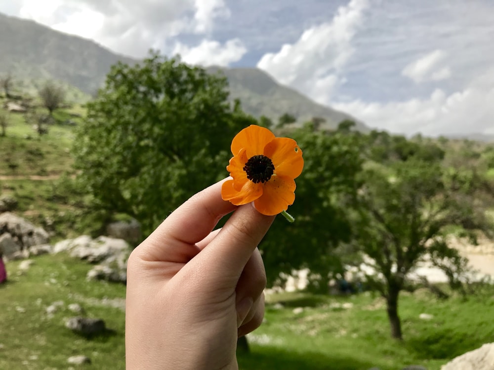 a person holding a small orange flower in their hand