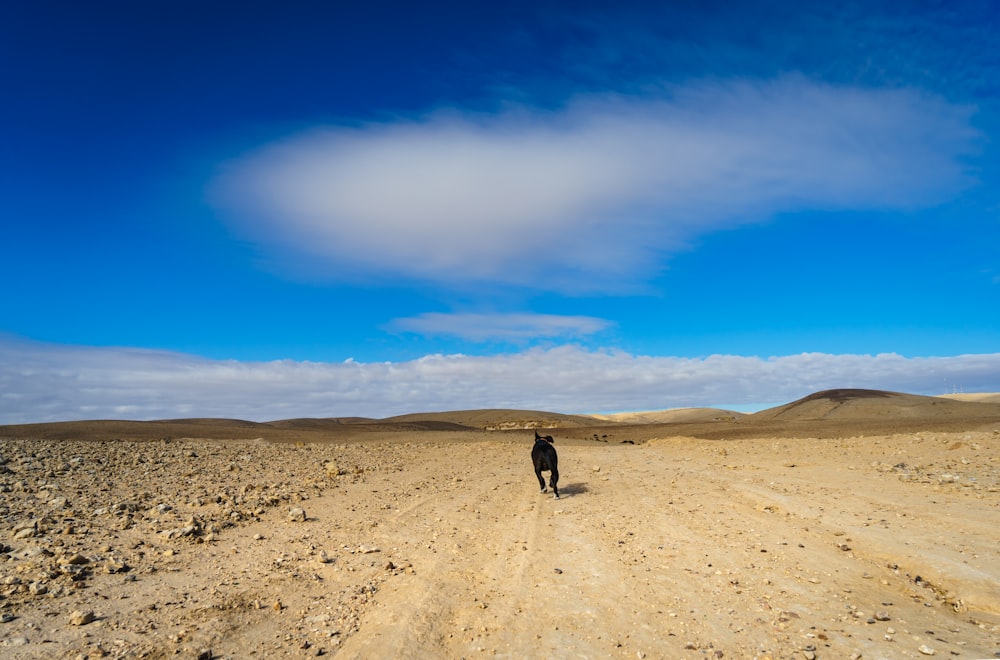 a person standing in the middle of a dirt road