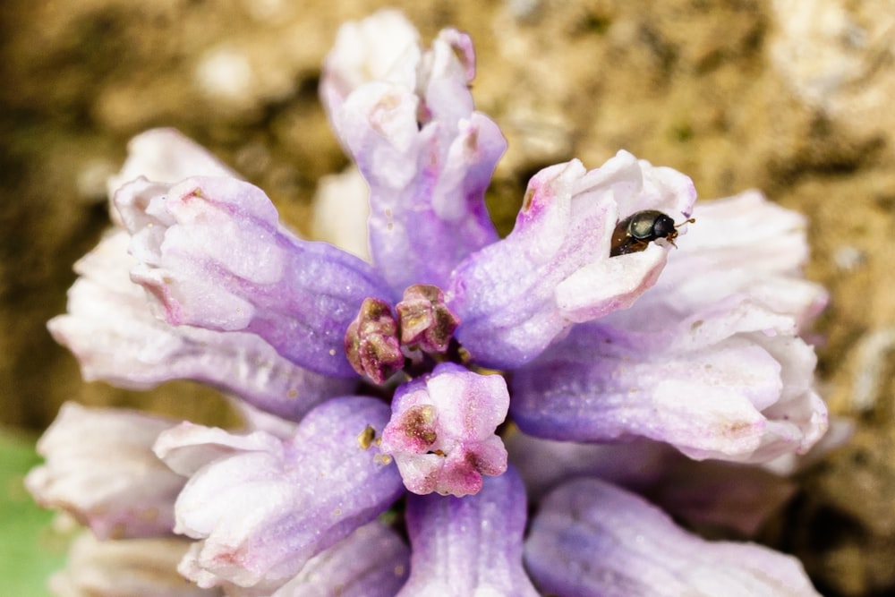 a purple flower with a bug on it