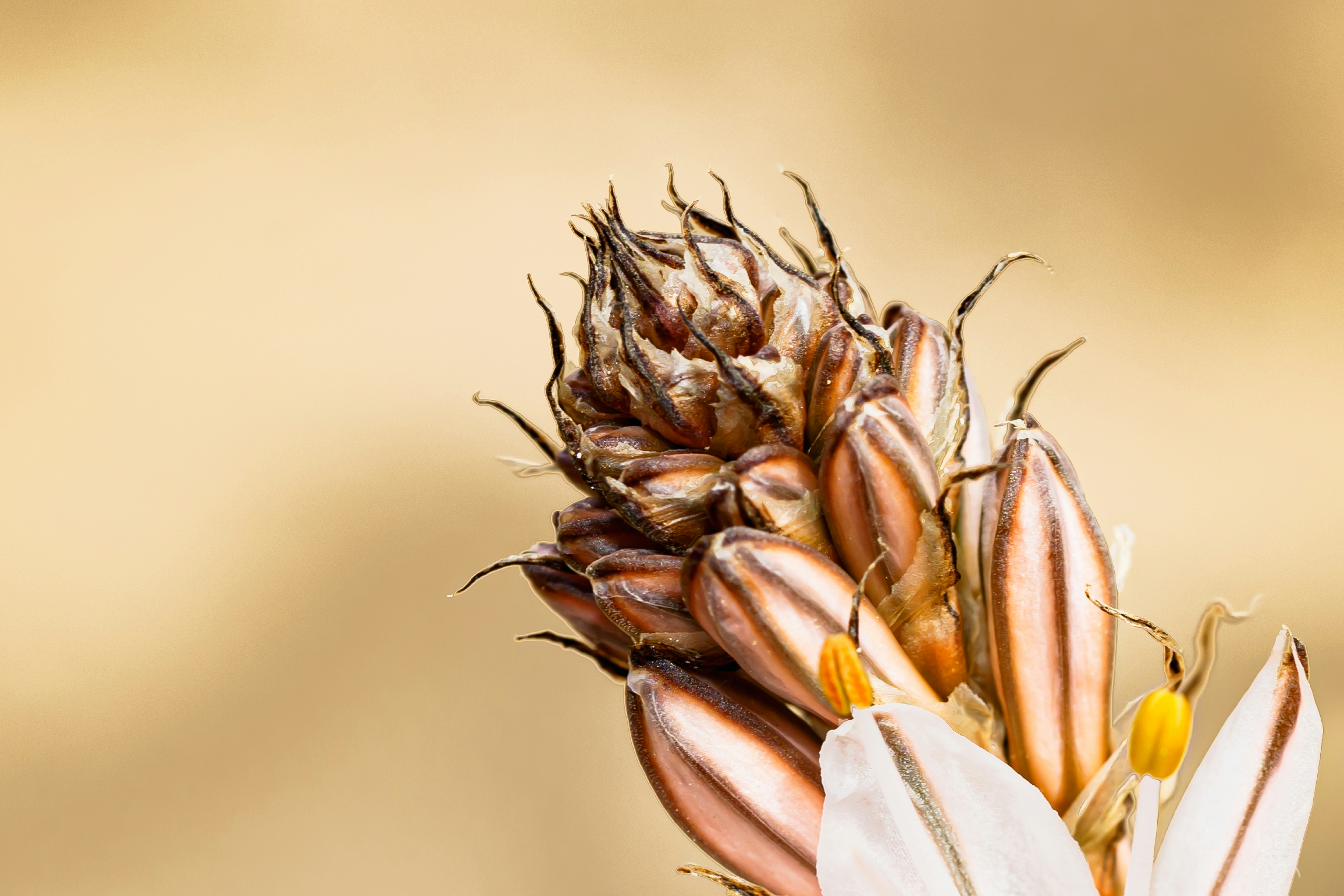 a close up of a flower with a blurry background