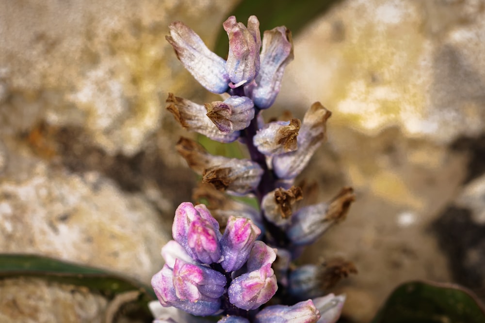 a close up of a purple flower on a rock