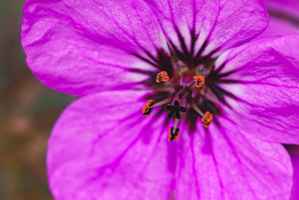 a close up of a purple flower with a green background