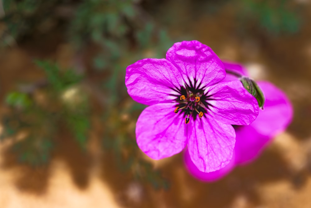 Un primer plano de una flor rosa con un fondo borroso