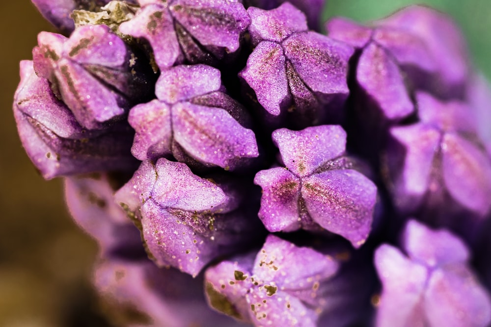 a close up of a purple flower with a green background