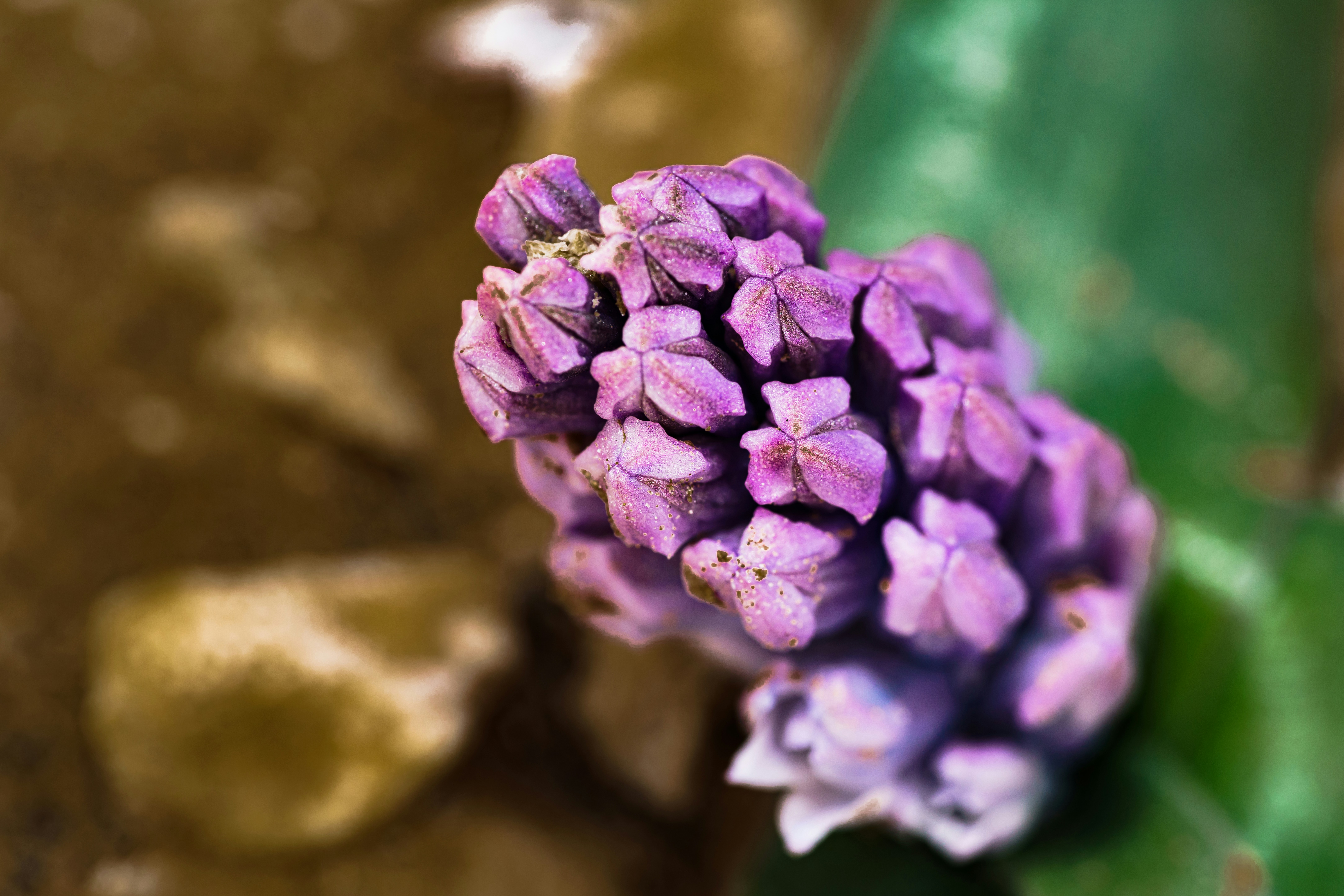 a small purple flower sitting on top of a green leaf