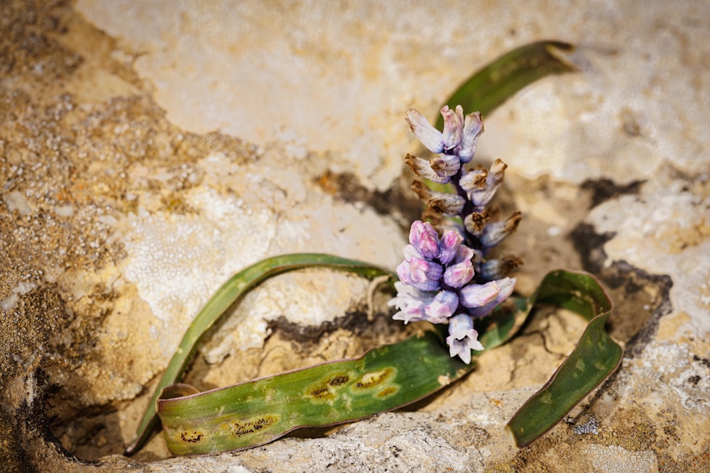 a flower that is sitting on a rock