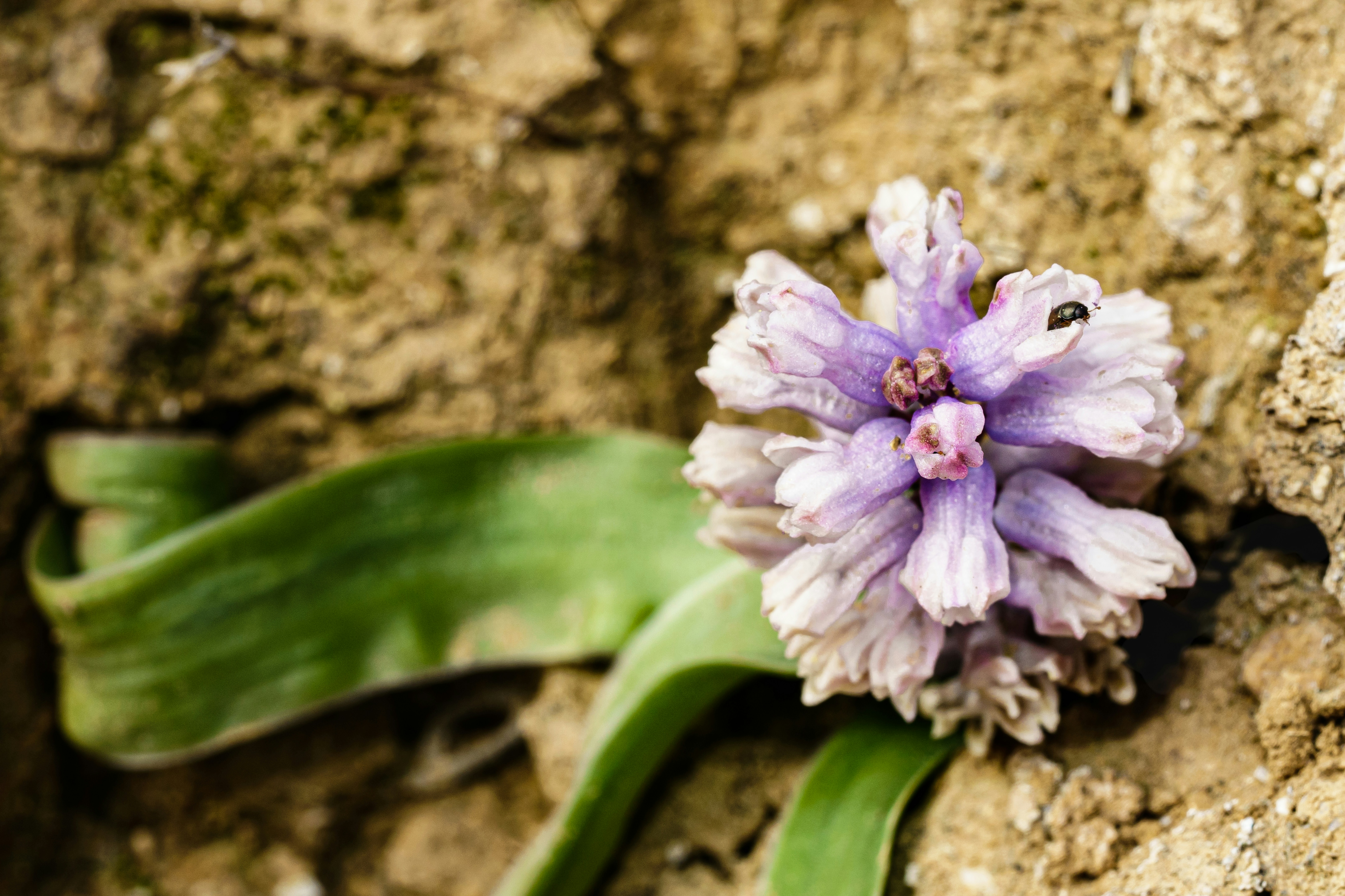 a purple flower sitting on top of a rock