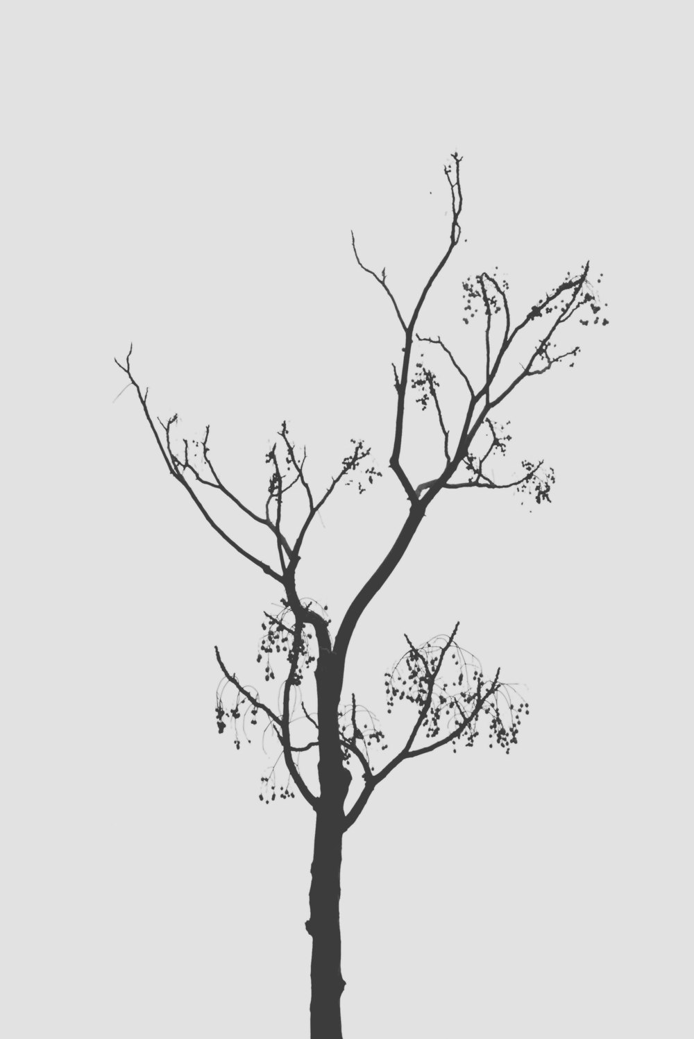 a black and white photo of a tree with no leaves