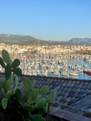 A scenic view of a marina filled with numerous sailboats docked, surrounded by a town with red-tiled roofs. In the foreground, there are green cactus plants, and in the background, mountains provide a natural backdrop under a clear blue sky.
