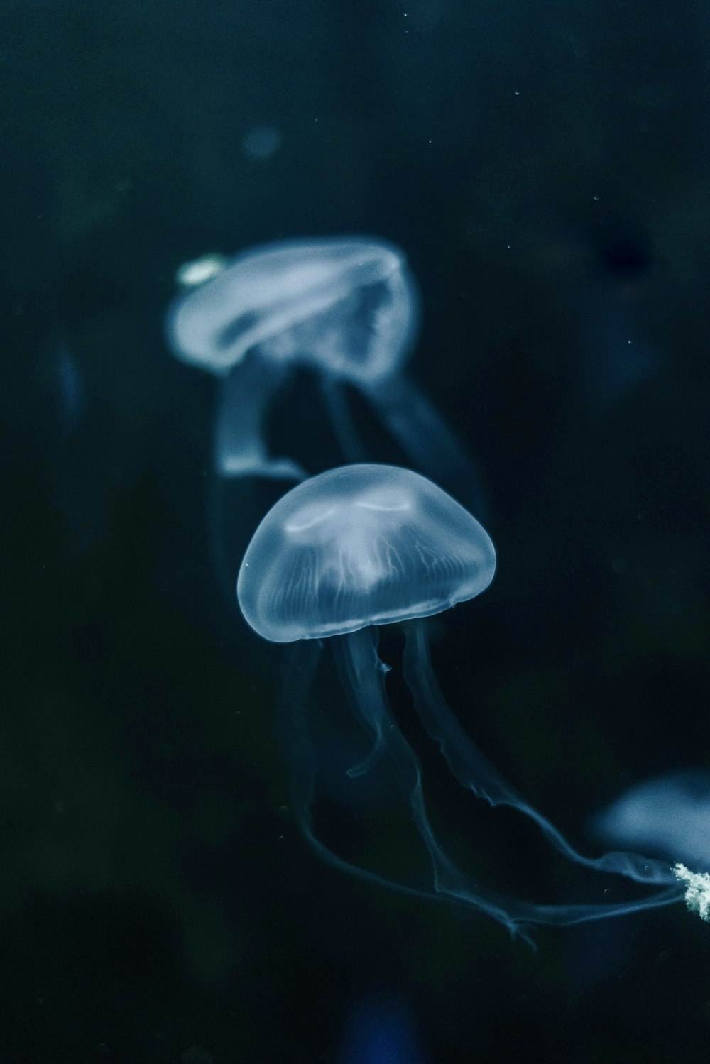 a group of jellyfish floating in the water