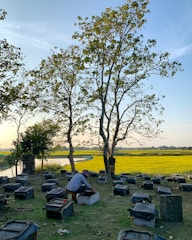A serene farm landscape featuring beehives and blooming flowers under a clear blue sky.