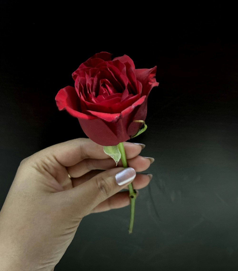 A person holding a red rose in their hand photo – Free Plant Image on  Unsplash